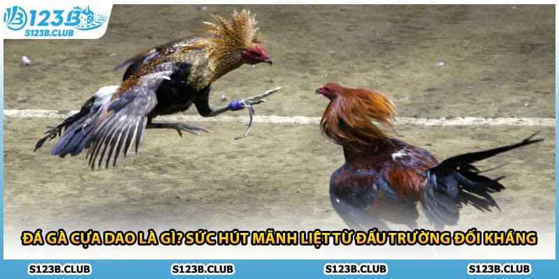 Đá gà cựa dao là gì? Sức hút mãnh liệt từ đấu trường đối kháng