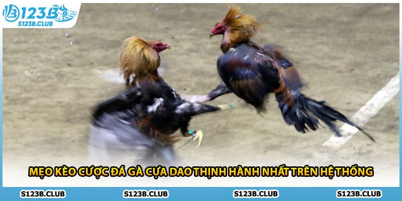 Mẹo kèo cược đá gà cựa dao thịnh hành nhất trên hệ thống